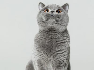 Largo Von Shmidt - British Shorthair - Gallery Photo #1