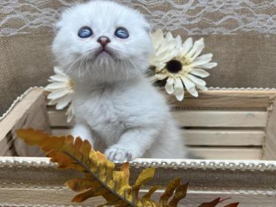 Blue Eye Golden Point NOT A BROKER HOME RAISED - Scottish Fold - Gallery Photo #1