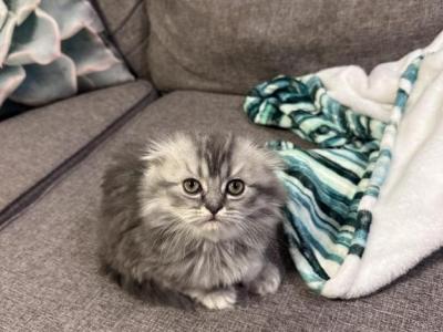 Christian And Che Litter - Scottish Fold - Gallery Photo #1