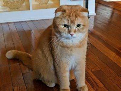 Simba - Scottish Fold - Gallery Photo #1