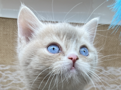 Blue Eye Golden  WE ARE NOT BROKERS    HOME RASIED - British Shorthair - Gallery Photo #1