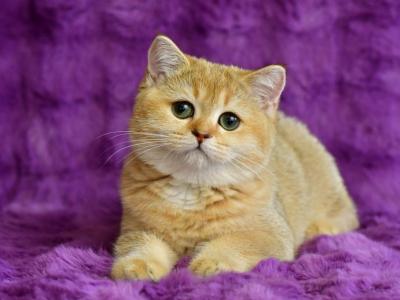 Kittens British - British Shorthair - Gallery Photo #1