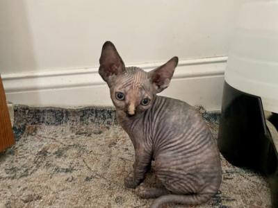 Orange And Blue Torti Female - Sphynx - Gallery Photo #1