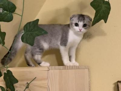 Beetlejuice - Scottish Fold - Gallery Photo #1