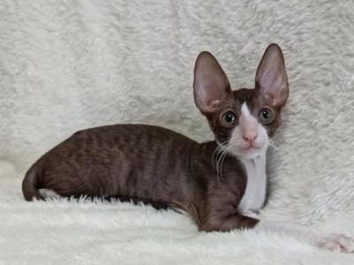 Cosmos - Cornish Rex - Gallery Photo #1