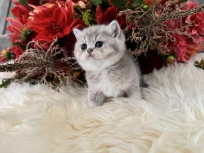 Fiji - British Shorthair - Gallery Photo #1