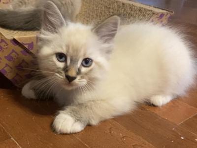 Tommy - Ragdoll - Gallery Photo #1