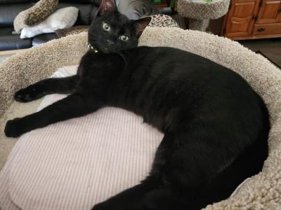 Black Melanistic Altered Male Available - Bengal - Gallery Photo #1