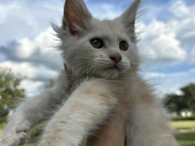 Yeti - Maine Coon - Gallery Photo #1