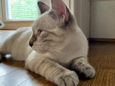 White Lynx Siamese Boy - Siamese - Gallery Photo #1