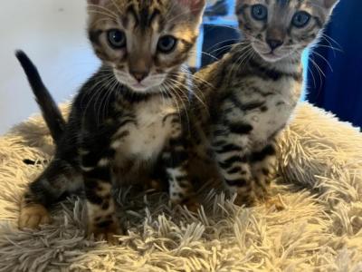 Jewels Kittens - Bengal - Gallery Photo #1