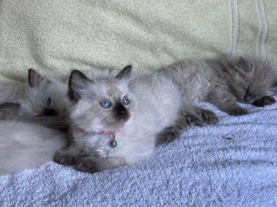 The Villian Litter - Ragdoll - Gallery Photo #1