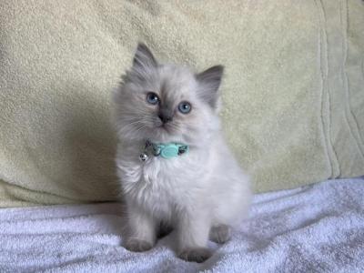 Ragdoll Kitten - Ragdoll - Gallery Photo #1