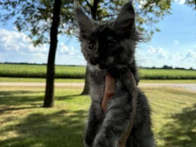 Midnight - Maine Coon - Gallery Photo #1