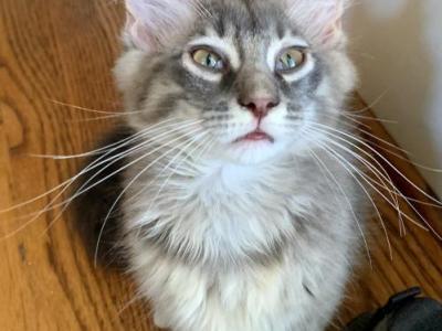 Gray Lynx Maine Coon - Maine Coon - Gallery Photo #1