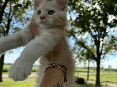 Stripes - Maine Coon - Gallery Photo #1