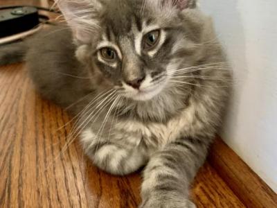 Gray Lynx Maine Coon - Maine Coon - Gallery Photo #1