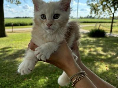 Leo - Maine Coon - Gallery Photo #1