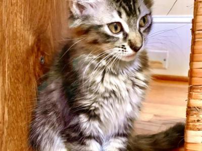 Fluffy Tigress - Maine Coon - Gallery Photo #1