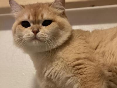 Toby - British Shorthair - Gallery Photo #1