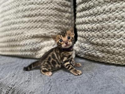 Purple Female - Bengal - Gallery Photo #1