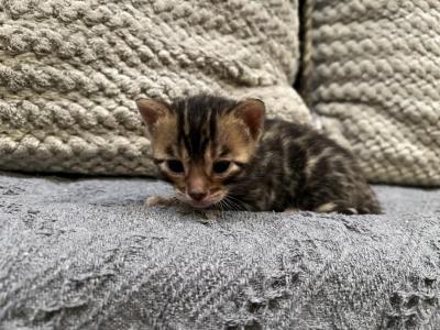 Light Purple Female - Bengal - Gallery Photo #1