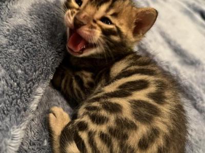 Green Male - Bengal - Gallery Photo #1