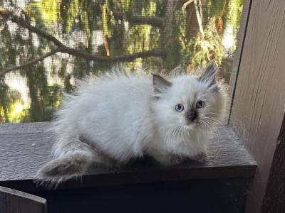 Dennis - Ragdoll - Gallery Photo #1