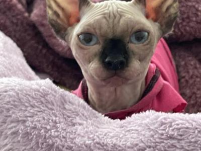 Bambino Sphynx Female Cat - Bambino - Gallery Photo #1