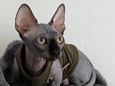 Bambino Sphynx Female Cat - Bambino - Gallery Photo #1