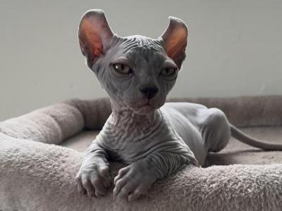 ELF Female Cat Blue Color - Sphynx - Gallery Photo #1