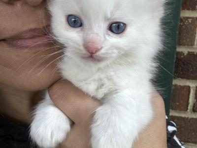 Purebred Ragdoll Flame Point Male Kitten 7 Weeks - Ragdoll - Gallery Photo #1