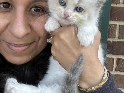 Lavender Seal Point Female Ragdoll 7 Weeks - Ragdoll - Gallery Photo #1