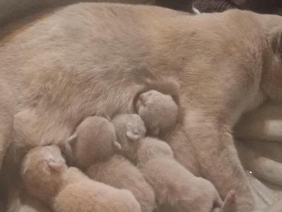 European Burmese Kittens - Burmese - Gallery Photo #1