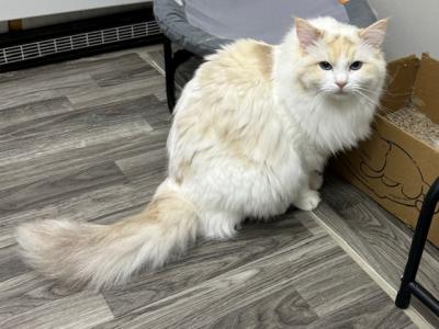 Female Ragdoll - Ragdoll - Gallery Photo #1