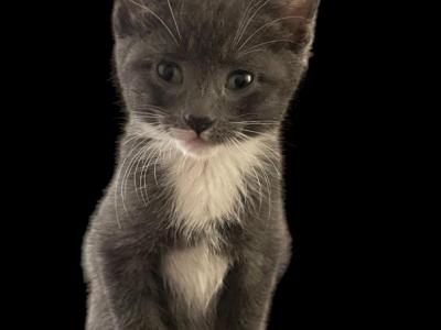 Grey Kitten - Domestic - Gallery Photo #1