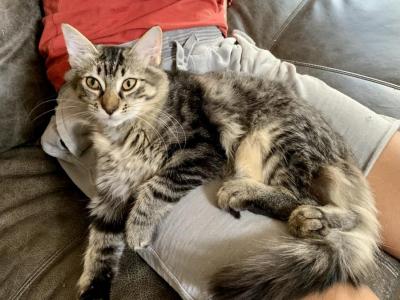 Fluffy Tigress - Maine Coon - Gallery Photo #1