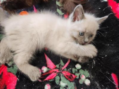 Bluepoint Ragdoll - Ragdoll - Gallery Photo #1