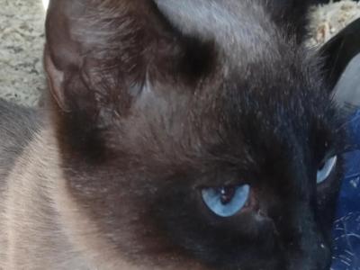 Polly - Siamese - Gallery Photo #1