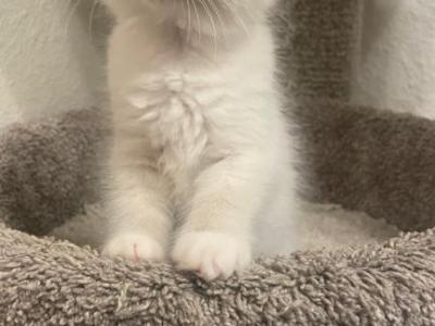 Ragdoll Kittens - Ragdoll - Gallery Photo #1