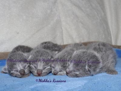 Russian Blue Kittens Fall Litter - Russian Blue - Gallery Photo #1