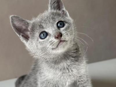 Quincy Russian Blue Male Blue - Russian Blue - Gallery Photo #1