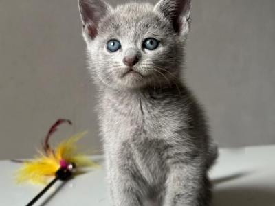 Queen Russian Blue Female Blue - Russian Blue - Gallery Photo #1