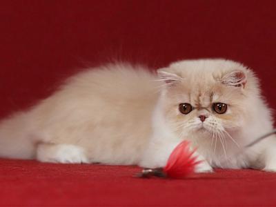 Yromir Persian Male Cream Spotted Tabby Bicolour - Persian - Gallery Photo #1