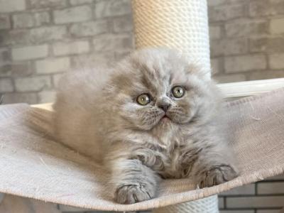 Mario Scottish Fold Male Lilac - Scottish Fold - Gallery Photo #1