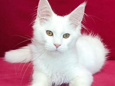 Gabriella Maine Coon Female White - Maine Coon - Gallery Photo #1