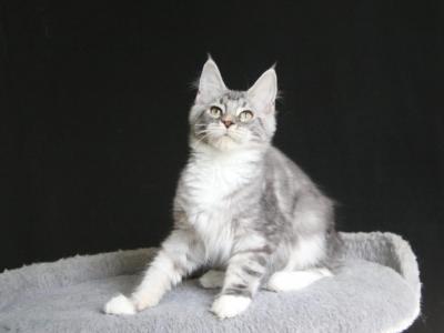 Bro Maine Coon Male Black Silver Tabby With White - Maine Coon - Gallery Photo #1