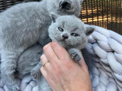 BB Blue Male - British Shorthair - Gallery Photo #1