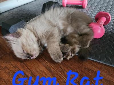 Blueberry - Ragdoll - Gallery Photo #1