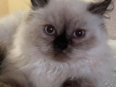 Pepper - Persian - Gallery Photo #1